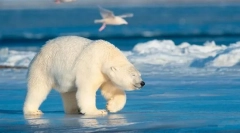 Polarni medvjed